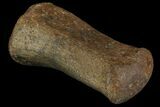 Hadrosaur (Duck-Billed Dinosaur) Finger Bone #82304-3